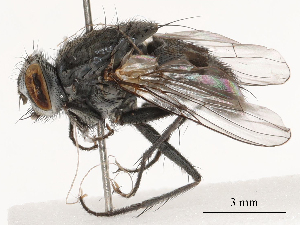 ( - CBG-B03168-F02)  @11 [ ] CreativeCommons - Attribution Share - Alike (2025) CBG Photography Group Centre for Biodiversity Genomics