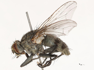  ( - CBG-B03168-F04)  @11 [ ] CreativeCommons - Attribution Share - Alike (2025) CBG Photography Group Centre for Biodiversity Genomics