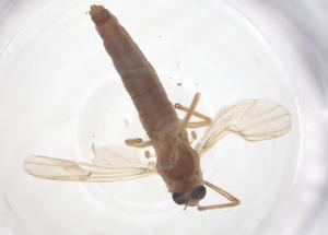  ( - CBG-B03512-E01)  @11 [ ] CreativeCommons - Attribution Share - Alike (2025) Centre for Biodiversity Genomics Centre for Biodiversity Genomics