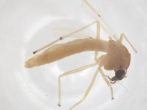  ( - CBG-B03512-E09)  @11 [ ] CreativeCommons - Attribution Share - Alike (2025) Centre for Biodiversity Genomics Centre for Biodiversity Genomics