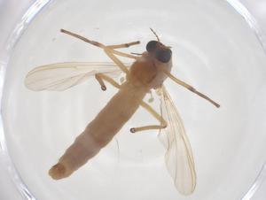  ( - CBG-B03512-F04)  @11 [ ] CreativeCommons - Attribution Share - Alike (2025) Centre for Biodiversity Genomics Centre for Biodiversity Genomics