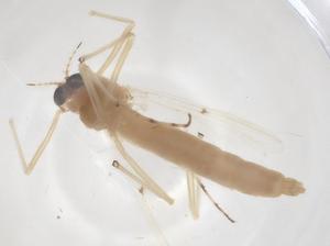  ( - CBG-B03512-F05)  @11 [ ] CreativeCommons - Attribution Share - Alike (2025) Centre for Biodiversity Genomics Centre for Biodiversity Genomics