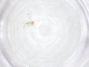  ( - CBG-B03512-H10)  @11 [ ] CreativeCommons - Attribution Share - Alike (2025) Centre for Biodiversity Genomics Centre for Biodiversity Genomics