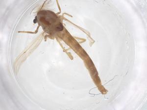  ( - CBG-B04373-H10)  @11 [ ] CreativeCommons - Attribution Share - Alike (2025) Centre for Biodiversity Genomics Centre for Biodiversity Genomics