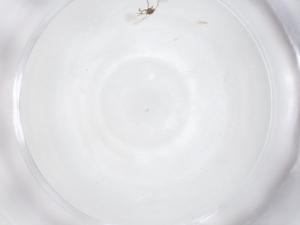  ( - CBG-B04374-A10)  @11 [ ] CreativeCommons - Attribution Share - Alike (2025) Centre for Biodiversity Genomics Centre for Biodiversity Genomics