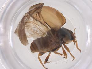  ( - CBG-B04375-B07)  @11 [ ] CreativeCommons - Attribution Share - Alike (2025) Centre for Biodiversity Genomics Centre for Biodiversity Genomics