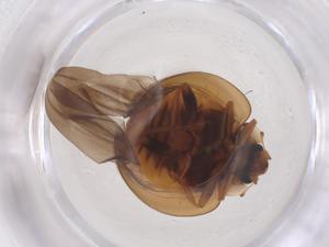  (Micraspis discolor - CBG-B04375-E02)  @11 [ ] CreativeCommons - Attribution Share - Alike (2025) Centre for Biodiversity Genomics Centre for Biodiversity Genomics