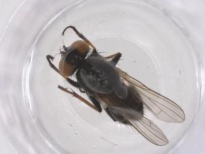  ( - CBG-B04375-E07)  @11 [ ] CreativeCommons - Attribution Share - Alike (2025) Centre for Biodiversity Genomics Centre for Biodiversity Genomics