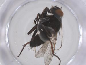  ( - CBG-B04376-D05)  @11 [ ] CreativeCommons - Attribution Share - Alike (2025) Centre for Biodiversity Genomics Centre for Biodiversity Genomics