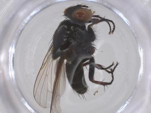  ( - CBG-B04376-F05)  @11 [ ] CreativeCommons - Attribution Share - Alike (2025) Centre for Biodiversity Genomics Centre for Biodiversity Genomics