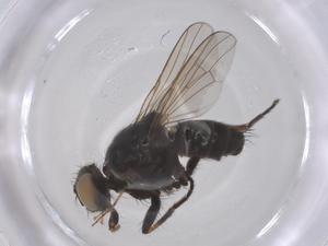  ( - CBG-B04376-F09)  @11 [ ] CreativeCommons - Attribution Share - Alike (2025) Centre for Biodiversity Genomics Centre for Biodiversity Genomics