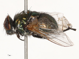  ( - CBG-B04471-F06)  @11 [ ] CreativeCommons - Attribution Share - Alike (2025) CBG Photography Group Centre for Biodiversity Genomics