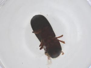  ( - CBG-B05171-D07)  @11 [ ] CreativeCommons - Attribution Share - Alike (2025) Centre for Biodiversity Genomics Centre for Biodiversity Genomics