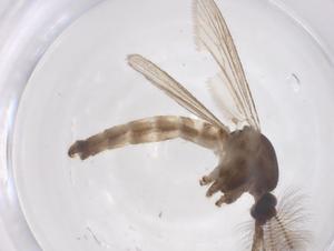  ( - CBG-B05173-A09)  @11 [ ] CreativeCommons - Attribution Share - Alike (2025) Centre for Biodiversity Genomics Centre for Biodiversity Genomics