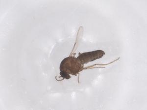  ( - CBG-B05173-B04)  @11 [ ] CreativeCommons - Attribution Share - Alike (2025) Centre for Biodiversity Genomics Centre for Biodiversity Genomics