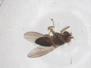  ( - CBG-B05177-G03)  @11 [ ] CreativeCommons - Attribution Share - Alike (2025) Centre for Biodiversity Genomics Centre for Biodiversity Genomics