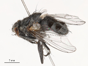  ( - CBG-B15253-C02)  @11 [ ] CreativeCommons - Attribution Share - Alike (2025) CBG Photography Group Centre for Biodiversity Genomics