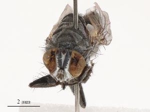  ( - CBG-B15253-C04)  @11 [ ] CreativeCommons - Attribution Share - Alike (2025) CBG Photography Group Centre for Biodiversity Genomics