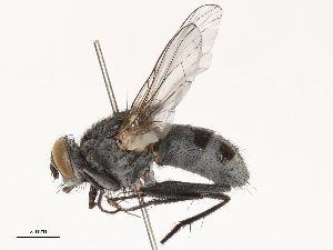  ( - CBG-B15253-C05)  @11 [ ] CreativeCommons - Attribution Share - Alike (2025) CBG Photography Group Centre for Biodiversity Genomics