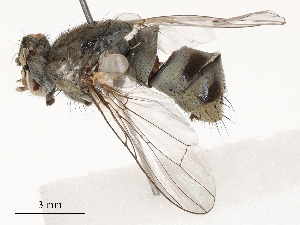  ( - CBG-B15253-C06)  @11 [ ] CreativeCommons - Attribution Share - Alike (2025) CBG Photography Group Centre for Biodiversity Genomics
