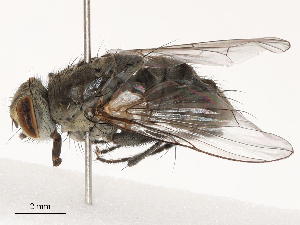  ( - CBG-B15253-C07)  @11 [ ] CreativeCommons - Attribution Share - Alike (2025) CBG Photography Group Centre for Biodiversity Genomics