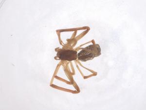  ( - CBG-B15278-B01)  @11 [ ] CreativeCommons - Attribution Share - Alike (2025) Centre for Biodiversity Genomics Centre for Biodiversity Genomics