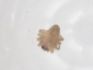  ( - CBG-B15740-F10)  @11 [ ] CreativeCommons - Attribution Share - Alike (2025) Centre for Biodiversity Genomics Centre for Biodiversity Genomics