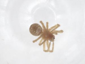  (Argiope mangal - CBG-B15740-G12)  @11 [ ] CreativeCommons - Attribution Share - Alike (2025) Centre for Biodiversity Genomics Centre for Biodiversity Genomics