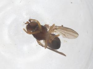  ( - CBG-B15756-A11)  @11 [ ] CreativeCommons - Attribution Share - Alike (2025) Centre for Biodiversity Genomics Centre for Biodiversity Genomics