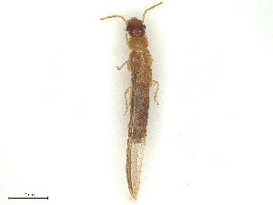  ( - CBG-B15760-H06)  @11 [ ] CreativeCommons - Attribution Share - Alike (2025) CBG Photography Group Centre for Biodiversity Genomics