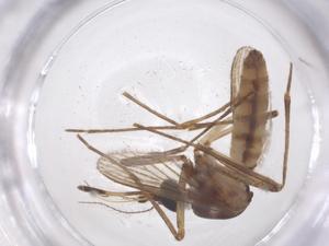  ( - CBG-B19997-G01)  @11 [ ] CreativeCommons - Attribution Share - Alike (2025) Centre for Biodiversity Genomics Centre for Biodiversity Genomics