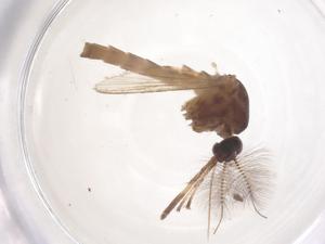  ( - CBG-B19998-H01)  @11 [ ] CreativeCommons - Attribution Share - Alike (2025) Centre for Biodiversity Genomics Centre for Biodiversity Genomics