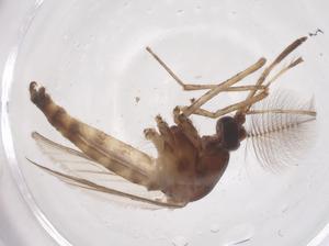  ( - CBG-B20006-C10)  @11 [ ] CreativeCommons - Attribution Share - Alike (2025) Centre for Biodiversity Genomics Centre for Biodiversity Genomics