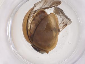  ( - CBG-B20019-A12)  @11 [ ] CreativeCommons - Attribution Share - Alike (2025) Centre for Biodiversity Genomics Centre for Biodiversity Genomics