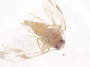  ( - CBG-B20019-D01)  @11 [ ] CreativeCommons - Attribution Share - Alike (2025) Centre for Biodiversity Genomics Centre for Biodiversity Genomics