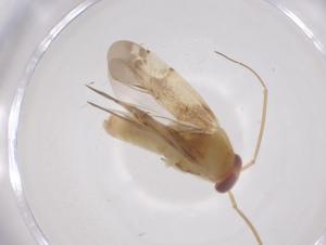  ( - CBG-B20032-F10)  @11 [ ] CreativeCommons - Attribution Share - Alike (2025) Centre for Biodiversity Genomics Centre for Biodiversity Genomics