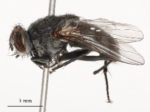  ( - CBG-B20052-A06)  @11 [ ] CreativeCommons - Attribution Share - Alike (2025) CBG Photography Group Centre for Biodiversity Genomics