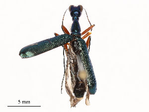  ( - CBG-B20052-D11)  @11 [ ] CreativeCommons - Attribution Share - Alike (2025) CBG Photography Group Centre for Biodiversity Genomics