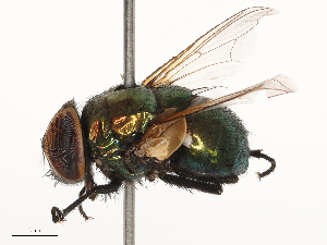  (Neomyia indica - CBG-B20055-E08)  @11 [ ] CreativeCommons - Attribution Share - Alike (2025) CBG Photography Group Centre for Biodiversity Genomics