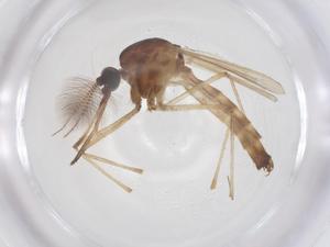  ( - CBG-B20070-D10)  @11 [ ] CreativeCommons - Attribution Share - Alike (2025) Centre for Biodiversity Genomics Centre for Biodiversity Genomics