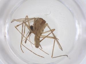  ( - CBG-B20070-D11)  @11 [ ] CreativeCommons - Attribution Share - Alike (2025) Centre for Biodiversity Genomics Centre for Biodiversity Genomics