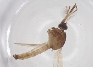  ( - CBG-B20070-E09)  @11 [ ] CreativeCommons - Attribution Share - Alike (2025) Centre for Biodiversity Genomics Centre for Biodiversity Genomics