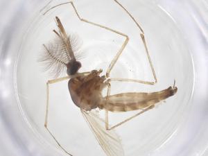  ( - CBG-B20070-H07)  @11 [ ] CreativeCommons - Attribution Share - Alike (2025) Centre for Biodiversity Genomics Centre for Biodiversity Genomics