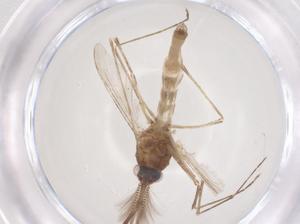  ( - CBG-B20071-C04)  @11 [ ] CreativeCommons - Attribution Share - Alike (2025) Centre for Biodiversity Genomics Centre for Biodiversity Genomics