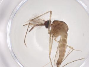  ( - CBG-B20071-D04)  @11 [ ] CreativeCommons - Attribution Share - Alike (2025) Centre for Biodiversity Genomics Centre for Biodiversity Genomics