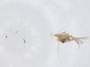  ( - CBG-B00522-D07)  @11 [ ] CreativeCommons - Attribution Share - Alike (2025) Centre for Biodiversity Genomics Centre for Biodiversity Genomics