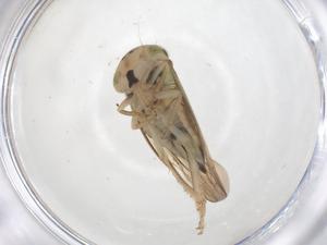  ( - CBG-B00891-H01)  @11 [ ] CreativeCommons - Attribution Share - Alike (2025) Centre for Biodiversity Genomics Centre for Biodiversity Genomics