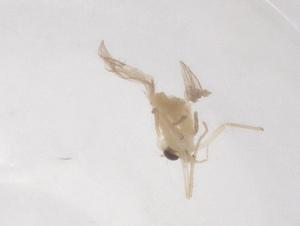  ( - CBG-B00895-A04)  @11 [ ] CreativeCommons - Attribution Share - Alike (2025) Centre for Biodiversity Genomics Centre for Biodiversity Genomics