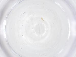  ( - CBG-B00897-G06)  @11 [ ] CreativeCommons - Attribution Share - Alike (2025) Centre for Biodiversity Genomics Centre for Biodiversity Genomics