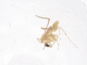  ( - CBG-B01055-F01)  @11 [ ] CreativeCommons - Attribution Share - Alike (2025) Centre for Biodiversity Genomics Centre for Biodiversity Genomics